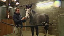 Horse headphones play calming classical music News Clip