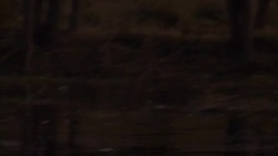 Herd of elephants at side of Zambezi News Clip