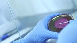 Scientist's hands examining sample in Petri dish Stock Footage