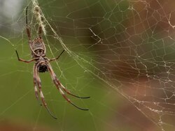 CU Spider on web / Mutawintji National Park, New South Wales, Australia Stock Footage
