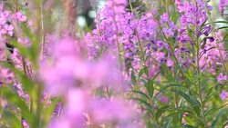Medicinal  plant. Stock Footage