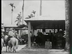 Cock fight, woman pounding flour Stock Footage