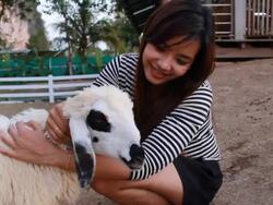 Sheep with Women Stock Footage