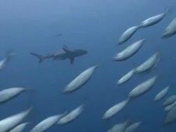 Shark Hunting Stock Footage