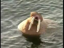 MCU Walrus in sea, growling Stock Footage