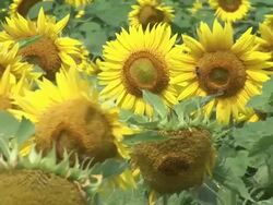 HD: Field of sunflowers Stock Footage