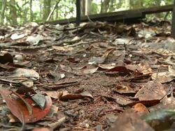Leech on jungle floor, Maliau Basin, Sabah, Malaysia, Borneo Stock Footage