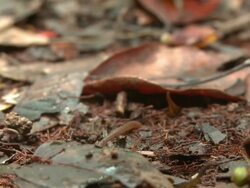 Leech on jungle floor, Maliau Basin, Sabah, Malaysia, Borneo Stock Footage