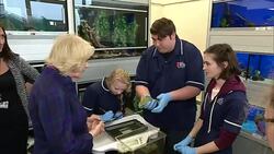Camilla being introduced to an iguana News Clip