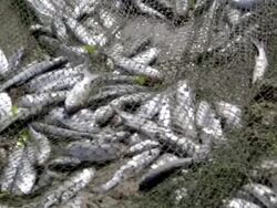 Lots of Fish Stock Footage