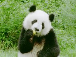 Giant panda sitting in forest eating yellow piece of fruit / China Stock Footage