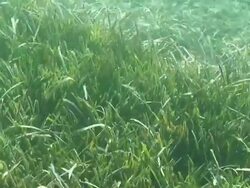 Posidonia field in Mediterranean sea HD Stock Footage
