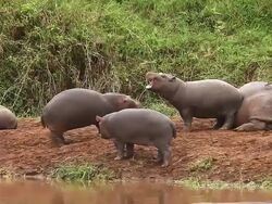 MS Hippopotamus playing with each other / National Park, Africa, Kenya Stock Footage
