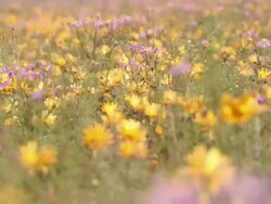 MS R/F Shot of Orange Namaqualand daisies carpeting slopes of rocky outcrops / Namaqualand, Northern Cape, South Africa Stock Footage