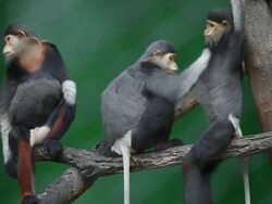 monkey searching fleas Stock Footage