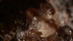 Ants scurry to carry an egg through their nest. Stock Footage