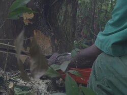 CU Forestworker cutting tree with chainsaw tree falls / Buikwe, Uganda Stock Footage