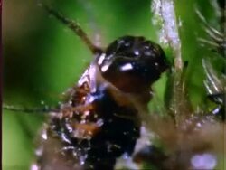 Beetle larvae eating Dipteryx leaf, time lapse, BCU, Panama Stock Footage