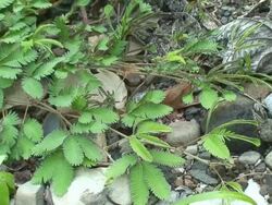 Mimosa leafs retracting Stock Footage