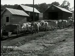 Walker Farm cows prized bull Instructional Video