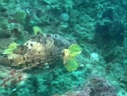 MS TS Short spine porcupine fish swimming and drifting with surge above reef covering with coral and seaweed / Matola, Maputo, Mozambique Stock Footage