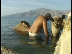 MS two camels kneeling in water, Bedouin man washing camels, Egypt Stock Footage