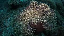 Ocellaris clownfish nestled in a magnificent sea anemone Stock Footage