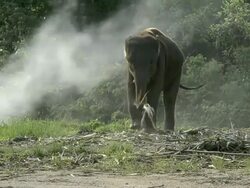 Baby elephant Stock Footage