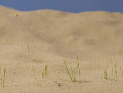 T/L Grass germinating and growing in sandy substrate Stock Footage