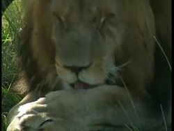 CU Lion cleaning paw and face Stock Footage