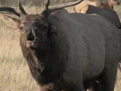 CU TU Shot of large bull elk bugling AUDIO / Estes Park, Colorado, United States Stock Footage