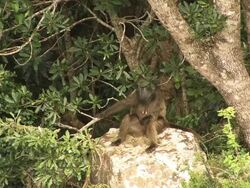 Baboon with only one hand sits Stock Footage