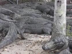 Group of Alligators Stock Footage