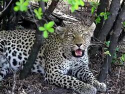 MS Shot of panthera pardus, Female snarling at forest area / Moremi Reserve, Botswana, South Africa Stock Footage