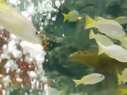 Box of fish Stock Footage