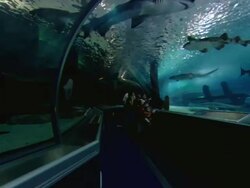 WS View of inside of aquarium tunnel with sharks swimming above visitors heads / Minneapolis mall of America, Minnesota, United States Stock Footage