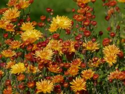 chrysanthemum, autumn flower Stock Footage