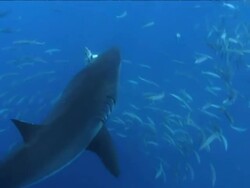 Low Angle tilt-up - A great white shark snatches at passing fish. Stock Footage