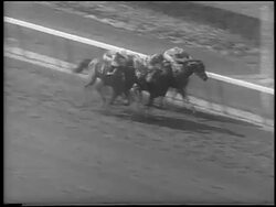 B/W 1962 slow motion high angle PAN 3 horses racing neck + neck at Belmont / Elmont, New York / newsreel Stock Footage