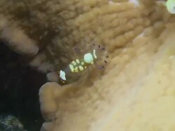 "Translucent, multi-coloured exotic shrimp walks on sea bed rock" Stock Footage