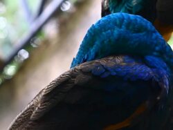 peacock cleaning feather Stock Footage