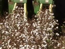 CU of cotton bolls as they get collected by the harvester. Stock Footage