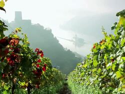 HA Misty covered Castle Gutenfels past row of grape vines / Kaub, Hess, Germany Stock Footage