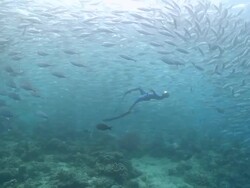 WS TS Woman freediving amongst large school of trevally / Sipadan, Sabah, Malaysia Stock Footage