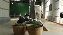 Prized pepper given EU protection Instructional Video