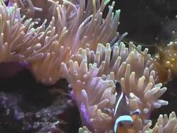 clown fish in sea Stock Footage