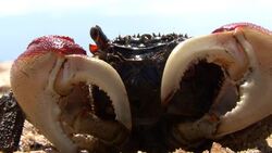 Red mangrove crab on beach Stock Footage