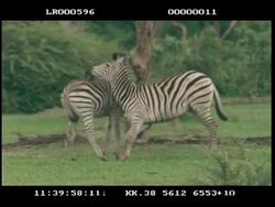 MS 2 sub adult Zebra play fighting Stock Footage