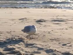 Gull on Windy Beach Stock Footage