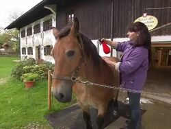woman washes horse Stock Footage